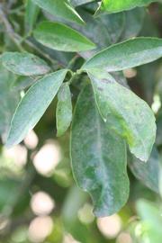              Shade leaves (Riverside, CA)       