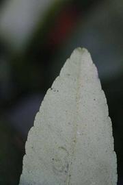              Margin (Riverside, CA)       