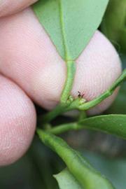              Petiole (Riverside, CA)       