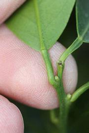              Petiole (Riverside, CA)       