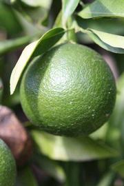            Immature fruit (Riverside, CA)   