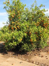            Habit (Riverside, CA)   