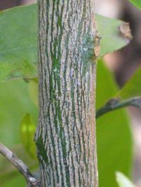              Second - third year twig (Riverside, CA)       