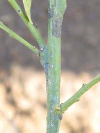            First year twig (Riverside, CA)   