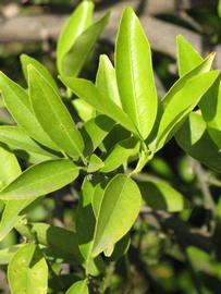             Sun leaves (Riverside, CA)       
