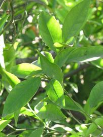              Shade leaves (Riverside, CA)       