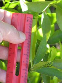            Unifoliolate leaf (Riverside, CA)   