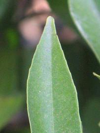              Margin (Riverside, CA)       