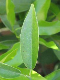           Unifoliolate leaf (Riverside, CA)   