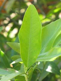            Unifoliolate leaf (Riverside, CA)   