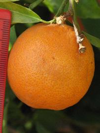            Fruit (Riverside, CA)   