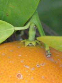            Fruit (Riverside, CA)   