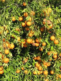              Sun leaves (Riverside, CA)       