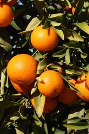              Fruit (Riverside, CA)       