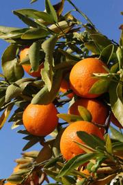              Fruit (Riverside, CA)       