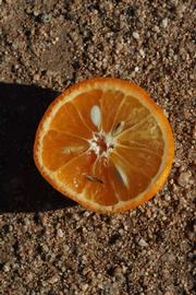              Fruit cross-section (Riverside, CA)       
