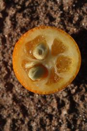              Fruit cross-section (Riverside, CA)       