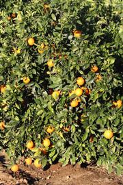            Habit (Riverside, CA)   