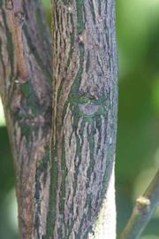              Second - third year twig (Riverside, CA)       