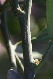              First year twig (Riverside, CA)       