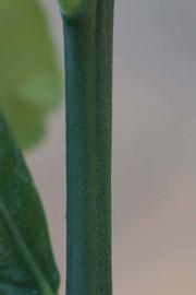              First year twig (Riverside, CA)       