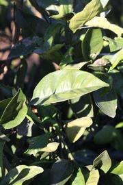            Sun leaves (Riverside, CA)   