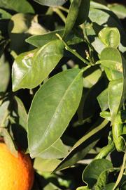            Sun leaves (Riverside, CA)   