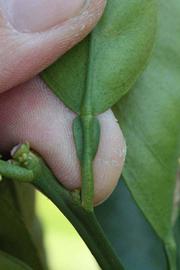              Petiole (Riverside, CA)       