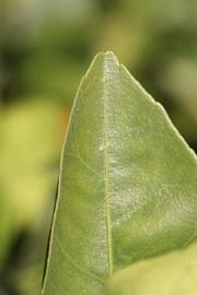              Margin (Riverside, CA)       