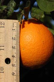              Fruit (Riverside, CA)       