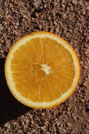              Fruit cross-section (Riverside, CA)       