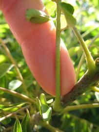              Petiole (Winter Haven, FL)       