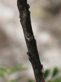              Second - third year twig (Winter Haven,   FL)       