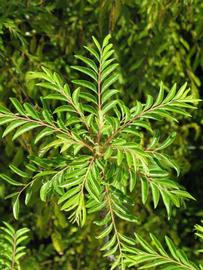              Sun leaves (Riverside, CA)       