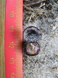              Fruit cross-section (Winter Haven, FL)       