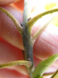              First year twig (Winter Haven, FL)            