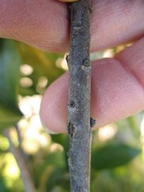              Second - third year twig (Riverside, CA)       
