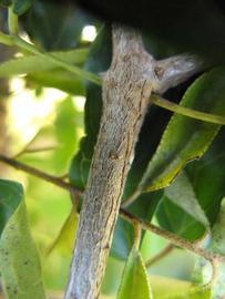              Second - third year twig (Winter Haven, FL)       