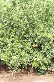            Habit (Riverside, CA)   