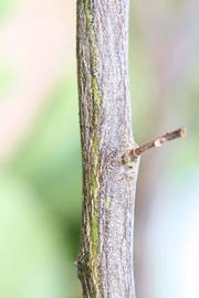              Second - third year twig (Riverside, CA)       