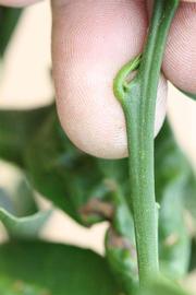            First year twig (Riverside, CA)   