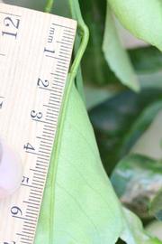              Unifoliolate leaf (Riverside, CA)       