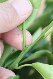              Petiole (Riverside, CA)       