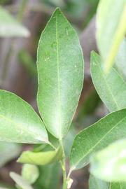              Unifoliolate leaf (Riverside, CA)       