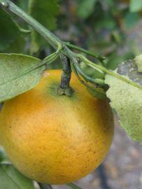              Fruit (Winter Haven, FL)       