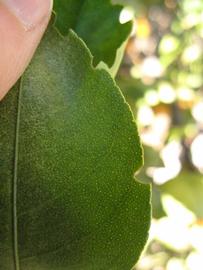              Margin (Winter Haven, FL)       