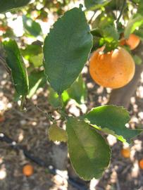            Shade leaves (Winter Haven, FL)   