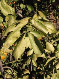            Sun leaves (Winter Haven, FL)   