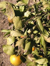            Sun leaves (Winter Haven, FL)   