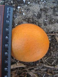              Fruit (Winter Haven, FL)       